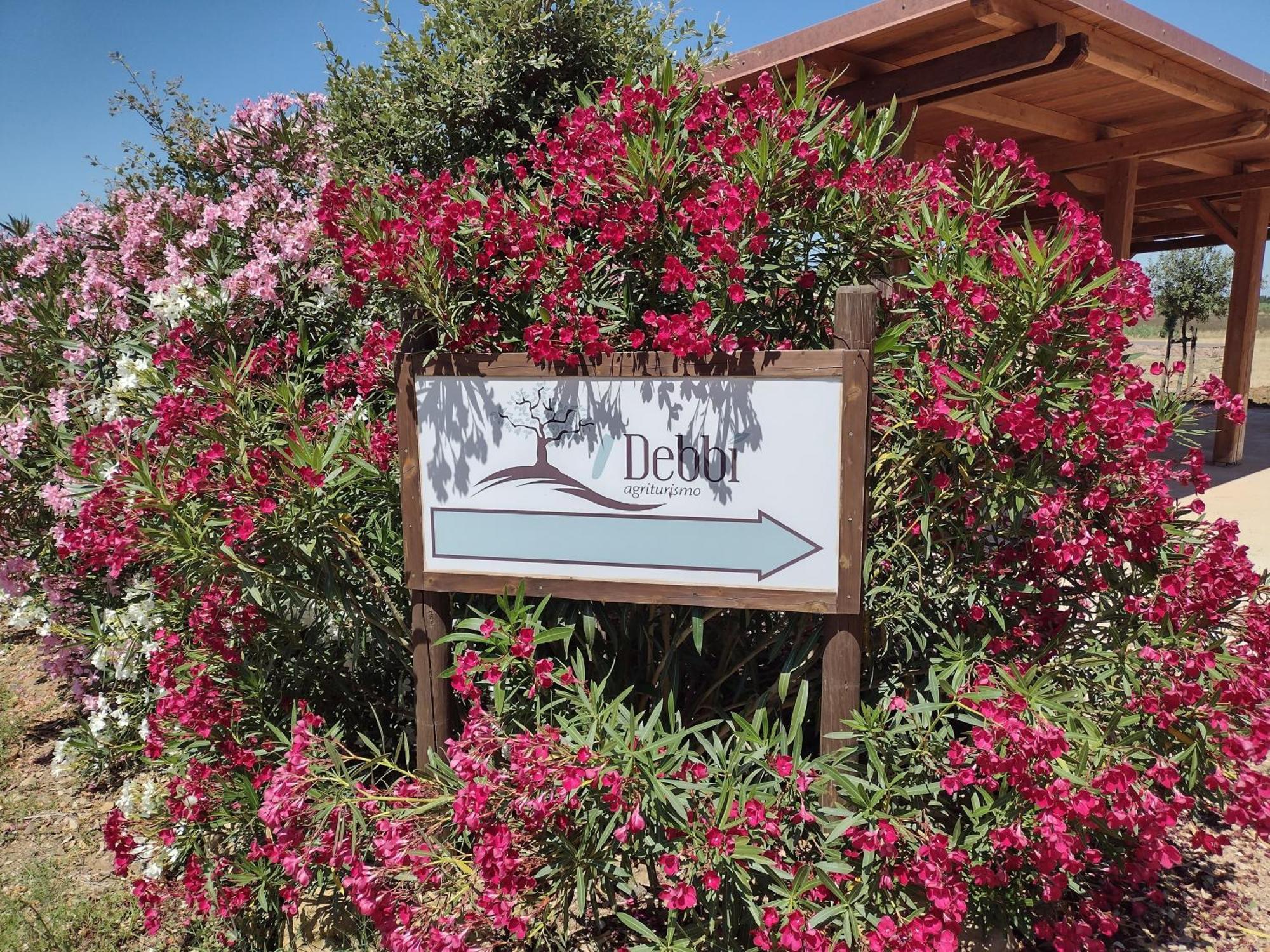 Farm stay I Debbi Bibbona